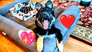 Happy Smiling Puppy #youtube #funnyvideo #foryou by RugerCaynine 202 views 1 month ago 1 minute, 23 seconds