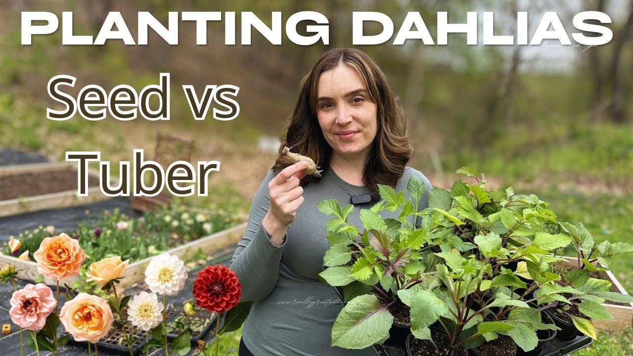 How to Plant Dahlias From Seed & Tubers | Full Dahlia Growing Guide