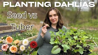 How to Plant Dahlias From Seed & Tubers | Full Dahlia Growing Guide 🌼