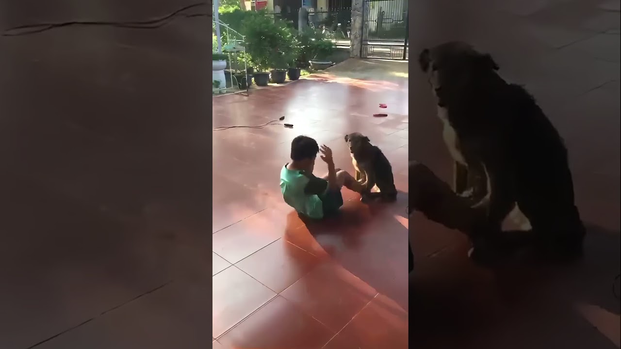 Hilarious when a boys best friend helps him exercise