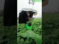 ☔️🌿 Hands-Free Wearable Umbrella Backpack Setup for All-Weather Vegetable Harvesting