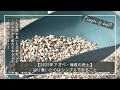 【2025年アガベ・塊根の用土】辿り着いたのはシンプルであること