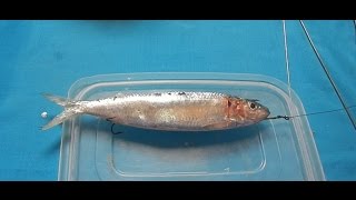 How to make Sardines bait for Fishing |  طريقة تثبيت السردين على الصنارة