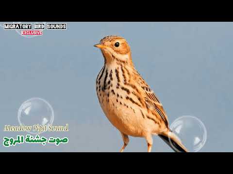جديد صوت جشنة المروج صنيه تعمل هذه الأيام   