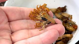 growing marigolds from seeds in pots & saving marigold seeds from flowers