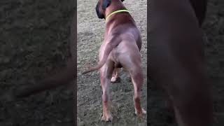 The origin of Bull mastiffs #shorts #dog #bullmastiff