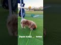 Нравится Лео пекинес? Ставь - 👍 а если не очень то - 👎 #пекинес #dog #pekinese #golf #гольф