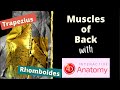 Muscles of back of thorax | Air Anatomy || 4D Anatomy