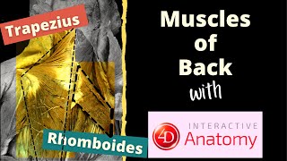 Muscles of back of thorax | Air Anatomy || 4D Anatomy