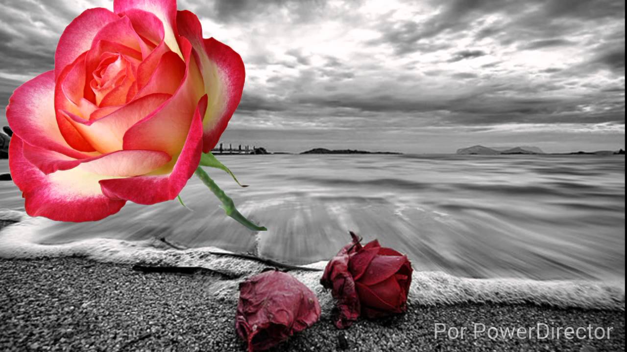 Raphael y Pastora Soler una rosa es una rosa