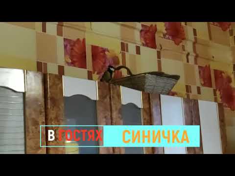 Синичка в гостях