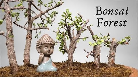 How To Make Bonsai Forest | Dwarf Jade | Part 1