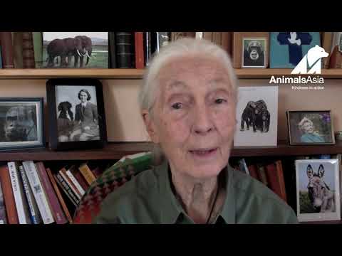 Jane Goodall se une para salvar a los Osos Luna