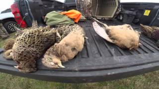 Pheasant hunt at Game Creek Gopro Hero 3+ screenshot 5