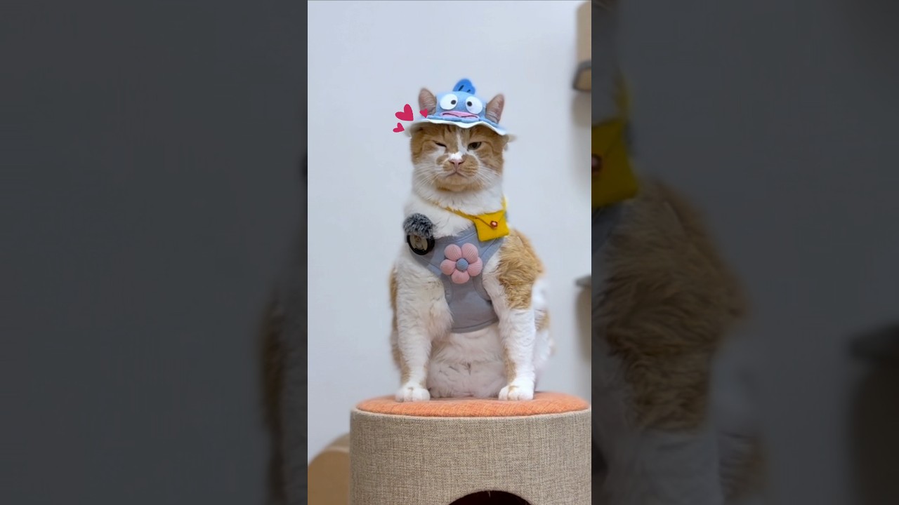 最後はサービスでウインク😉🐟🐈✨　#もんちゃん # #cat #かわいい #ねこ #猫動画 #cute #猫好きさんと繋がりたい #猫のいる生活 #ネコ #お散歩する猫 #Sanrio