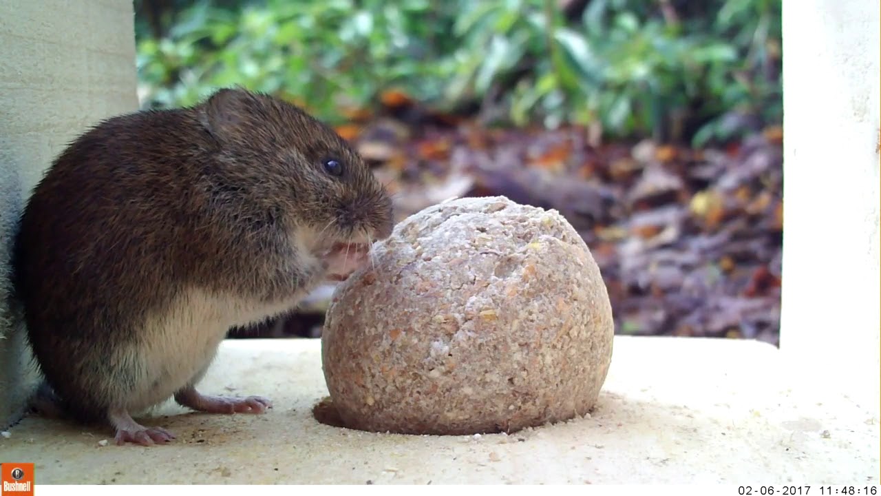 Bank vole feeding YouTube