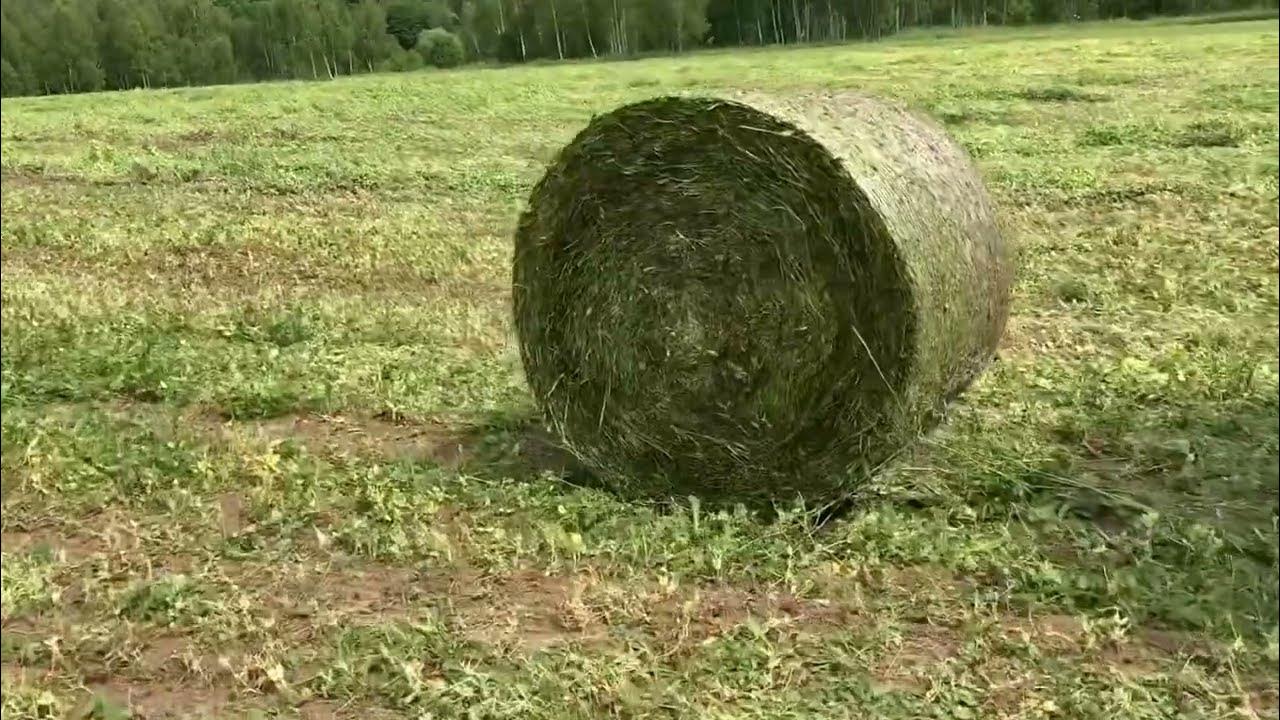 Горох на сенаж в упаковке (весь процесс) - YouTube