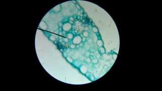 MOV 0275