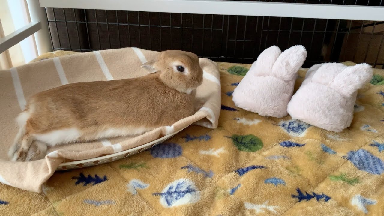 うさぎの防寒対策 うちのコの冬アイテム Meister Tax And Accounting うさぎと暮らす神戸の女性税理士