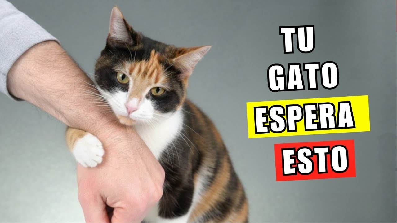 Las 13 reglas tácitas que tu gato espera que sigas