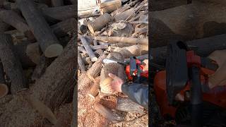 Boyu Küçük Ama Canavar Budama Testeresi