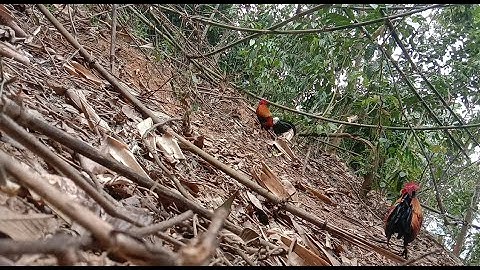 dib qaib qus tuaj zoo tiag tiag