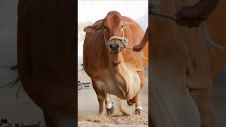 Coming Soon Bakra Eid 💝🐐🌙💐 #now#shorts#watsapp#status#trendingshorts #eidmubarak#islamic#reel