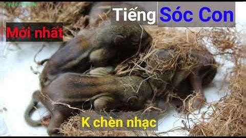 Tiếng sóc con kêu - sóc con gọi mẹ - sóc con kêu cứu | Câu Cá và Săn Bẫy