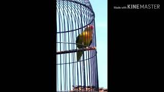 Lovebird ngekek figther(lani) pancingan lovebird bikin ngekek panjang