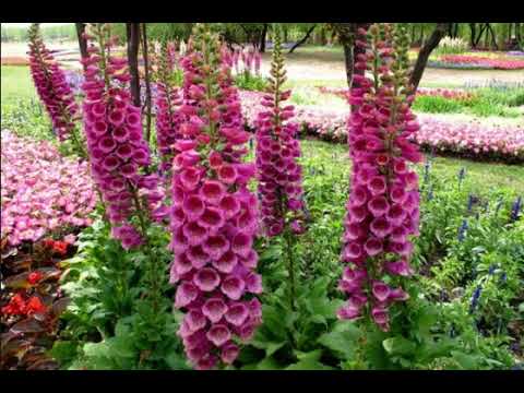 Video: Bunga Foxglove: Cara Menanam Foxgloves