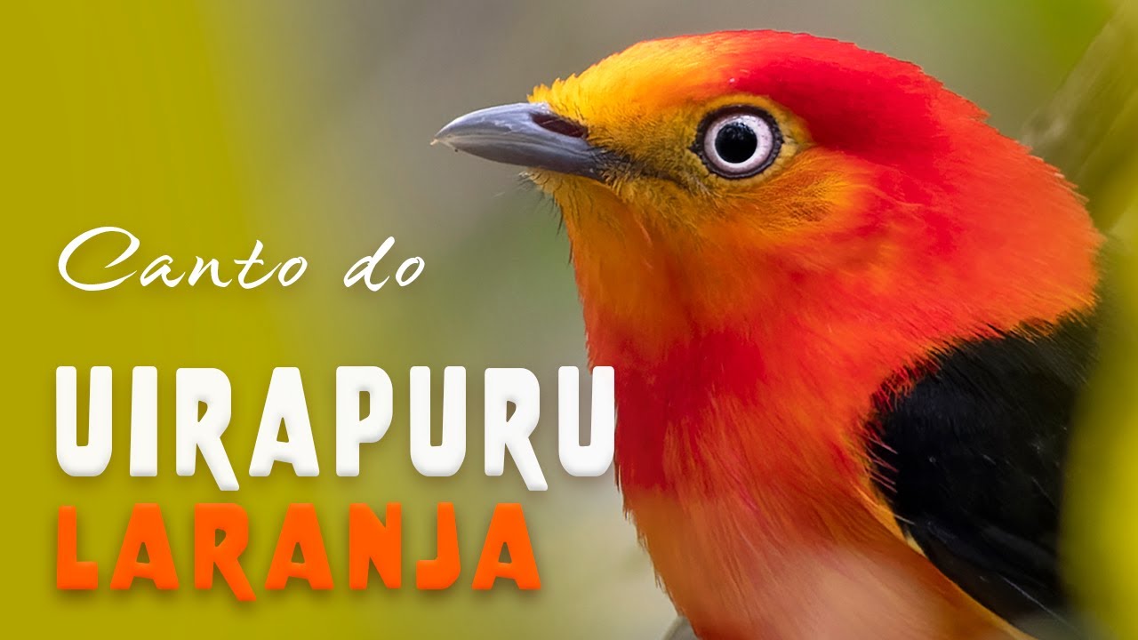 CANTO do UIRAPURU-LARANJA | Band-tailed Manakin | Aves do Brasil - YouTube