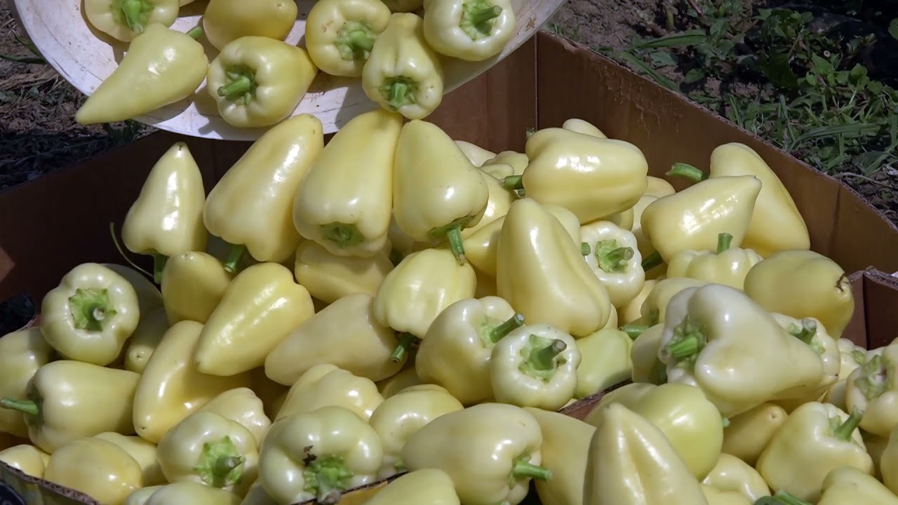 Naša priča ep. 316 09.09.2021. Porodica Vasilić, Filip Vasilić, Trnava, paprika, somborka