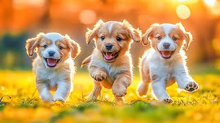 10 HOURS of Dog Calming Music For DogsAnti Separation Anxiety ReliefDeep Sleep Music #4