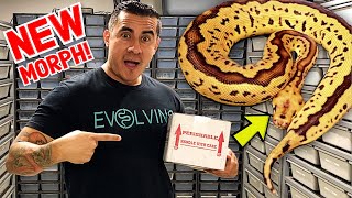 Famous NEW SNAKE GENE! UNBOXING A BRAND NEW BALL PYTHON MORPH! Net Worth