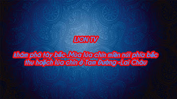 Khám phá tây bắc.Thu hoạch lúa chín của đồng bào vùng cao tây bắc .thú vị cách thu hoặch thủ công...