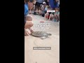 Rescued turtle 'Nutella' is sent back into the ocean