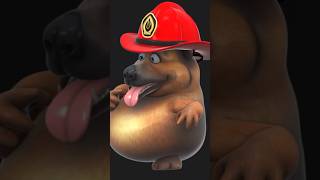 Köpekler Hakkında 5 İlginç Bilgi