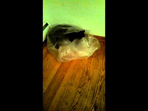 Funny cats