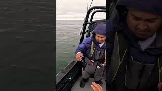 Live bait fishing for Lingcod #rockfishing #fishing