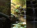 Tranquil Piano & Garden Water 🍃 Instant Relaxation & Deep Calm #shorts