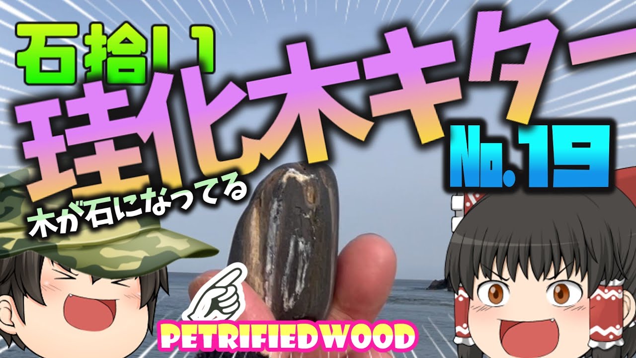 鉱物】珪化木キター№19 - YouTube