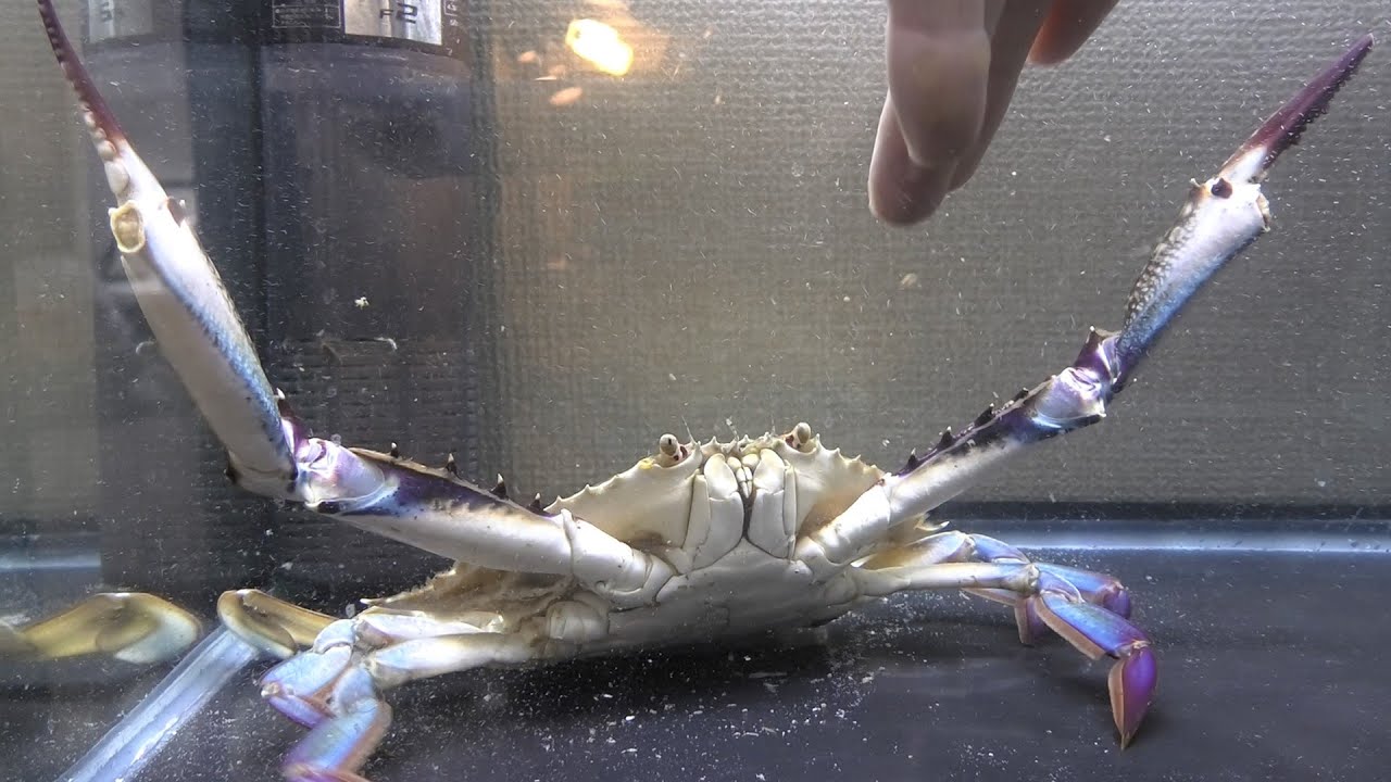 新品　匿名　 spindleshanks crab カニ sddefault.jpg