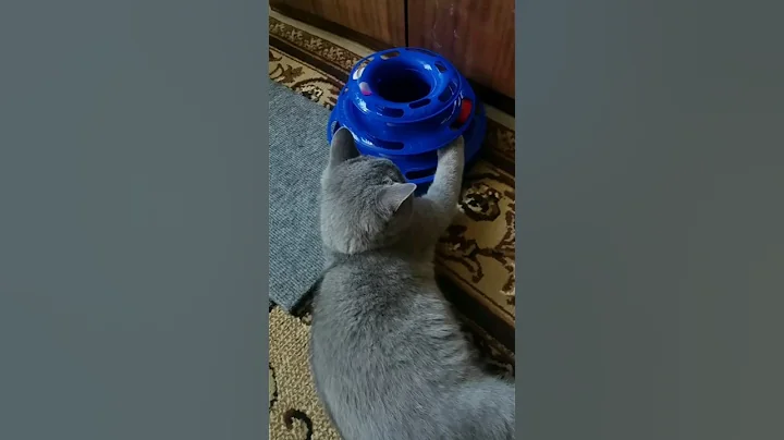 Watch the video about 😊😊😊 #cat #youtube #shorts #british #kitten