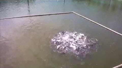 Mô hình nuôi cá thác lác thu lãi cao