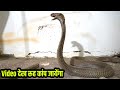 बिलासपुर का अब तक सबसे बड़ा खौफनाक कोबरा|Very Big & Dangerous Venomous Cobra Snake Rescue at Night