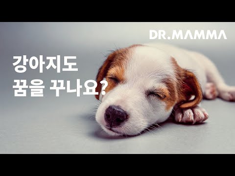 강아지도 꿈을 꾸나요?ㅣ닥터맘마 수의사팀