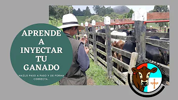 ¿Qué inyectan los ganaderos a las vacas?