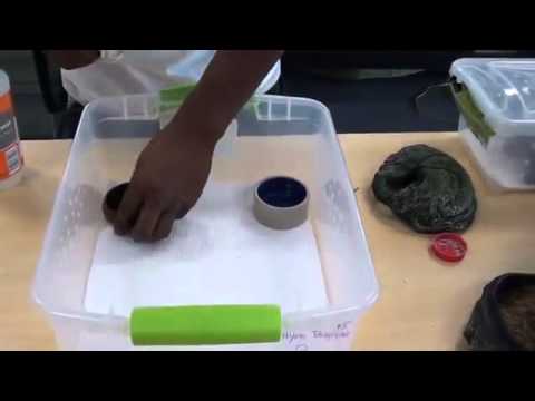 geckos for sale Tony talks Leopard Gecko Breeding boxes pt.3