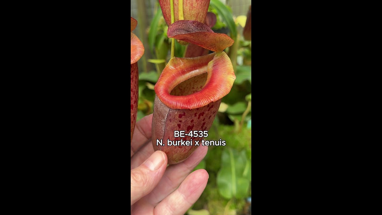 Spotlight on N. burkei x tenuis | BE-4535