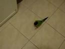 Video Con Chim Ket' Hung Du*~ - THE MEAN BIRD - youtube